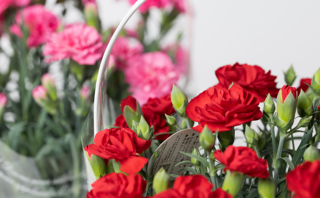 【先行予約】【2026年5月7日～8日発送】ポットカーネーション 赤 5号鉢 カゴ付き カーネーション 花 母の日 プレゼント ギフト 贈り物 熊本県 八代市