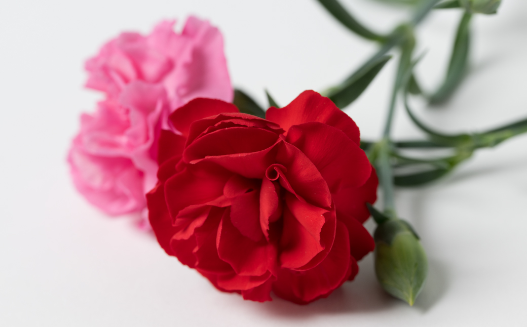 【先行予約】【2026年5月7日～8日発送】ポットカーネーション 赤 5号鉢 カゴ付き カーネーション 花 母の日 プレゼント ギフト 贈り物 熊本県 八代市