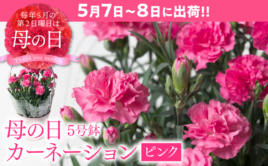 【先行予約】【2026年5月7日～8日発送】ポットカーネーション ピンク 5号鉢 カゴ付き カーネーション 花 母の日 プレゼント ギフト 贈り物 熊本県 八代市