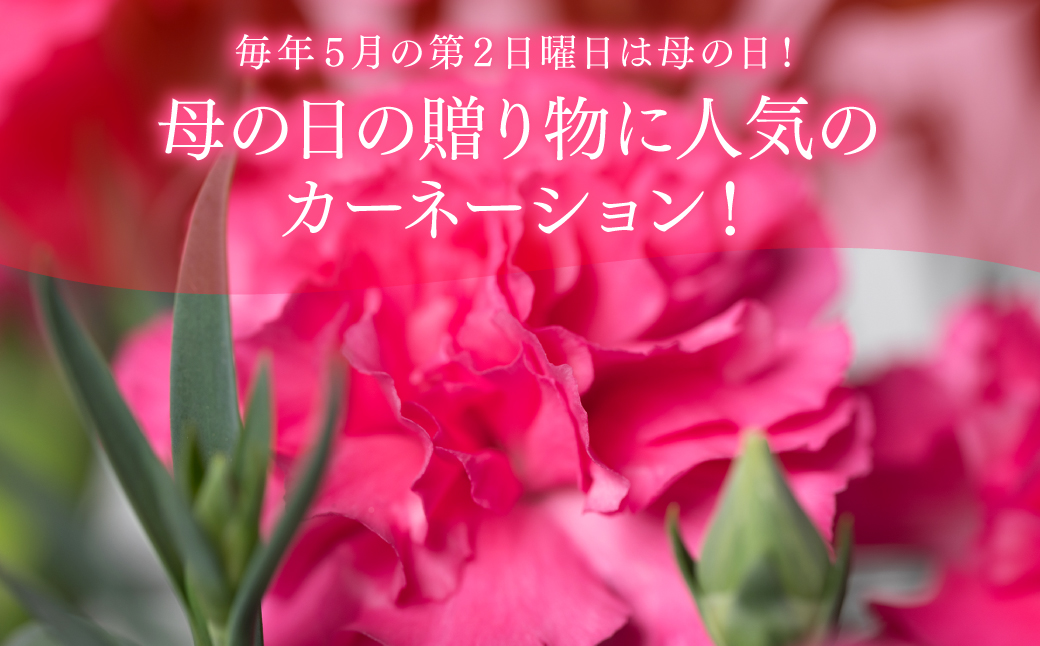 ãå
è¡äºçŽãã2026幎5æ7æ¥ïœ8æ¥çºéããããã«ãŒããŒã·ã§ã³ ãã³ã¯ 5å·é¢ ã«ãŽä»ã ã«ãŒããŒã·ã§ã³ è± æ¯ã®æ¥ ãã¬ãŒã³ã ã®ãã èŽãç© çæ¬ç å
«ä»£åž