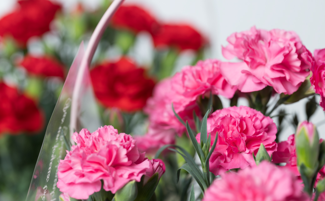 ãå
è¡äºçŽãã2026幎5æ7æ¥ïœ8æ¥çºéããããã«ãŒããŒã·ã§ã³ ãã³ã¯ 5å·é¢ ã«ãŽä»ã ã«ãŒããŒã·ã§ã³ è± æ¯ã®æ¥ ãã¬ãŒã³ã ã®ãã èŽãç© çæ¬ç å
«ä»£åž