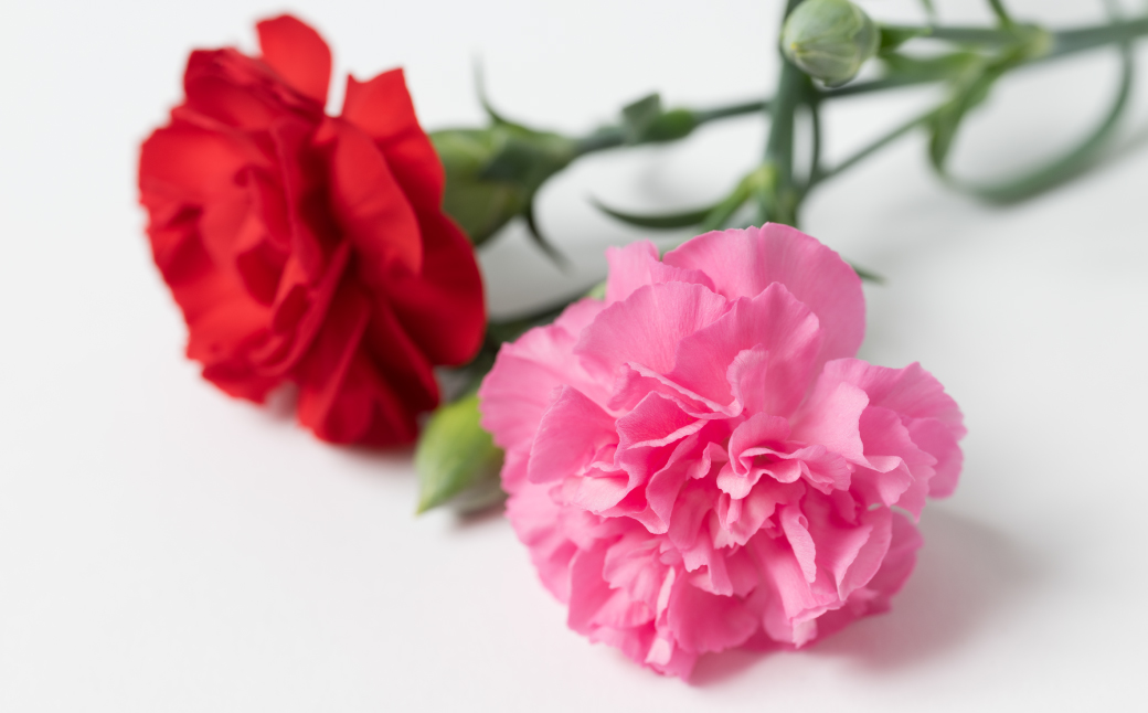 ãå
è¡äºçŽãã2026幎5æ7æ¥ïœ8æ¥çºéããããã«ãŒããŒã·ã§ã³ ãã³ã¯ 5å·é¢ ã«ãŽä»ã ã«ãŒããŒã·ã§ã³ è± æ¯ã®æ¥ ãã¬ãŒã³ã ã®ãã èŽãç© çæ¬ç å
«ä»£åž