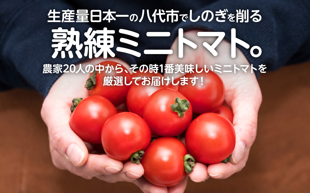 【先行予約】厳選ミニトマト 1.8kgトマト 野菜 厳選  やさい サラダ 甘い【2024年12月上旬より順次発送】