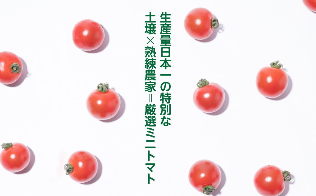 【先行予約】厳選ミニトマト 1.8kgトマト 野菜 厳選  やさい サラダ 甘い【2024年12月上旬より順次発送】