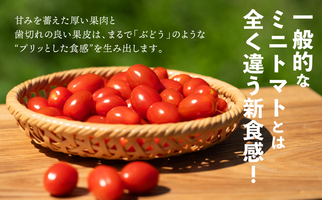 【先行予約】ミニトマト 純あま 130g×4パック トマト 完熟 野菜 甘い 熊本県産【2025年4月中旬より順次発送】