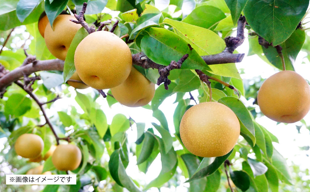 【先行予約】 熊本県産 3種の梨の定期便 約5kg ×3回 (計15kg) 【2024年8月下旬より順次発送】