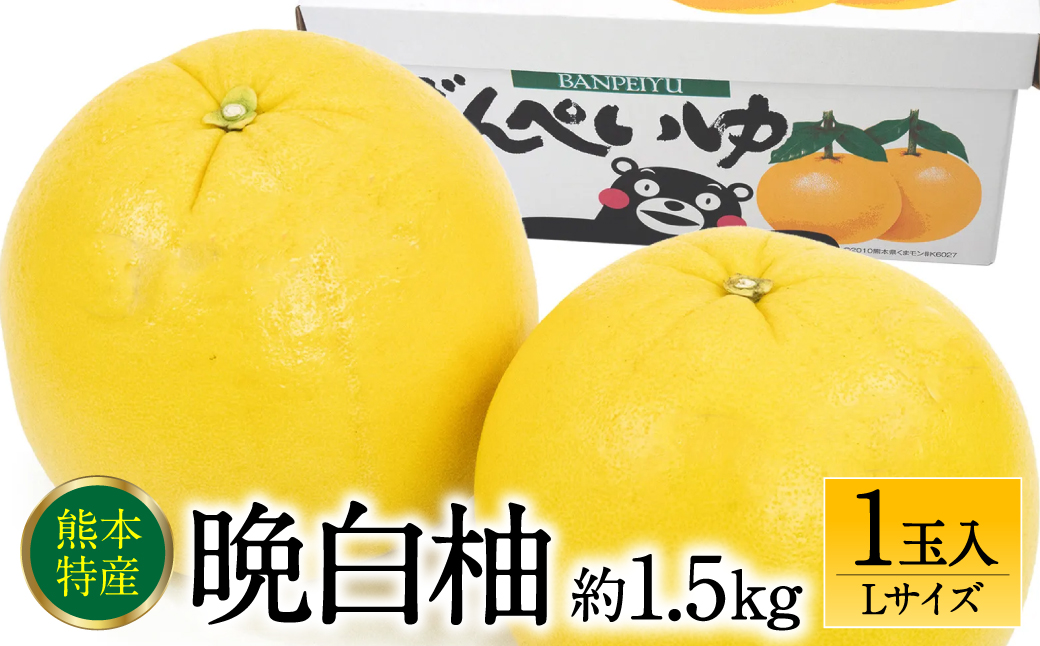 【先行予約】 晩白柚Lサイズ 1玉入り 約1.5kg 【2024年12月中旬より順次発送】