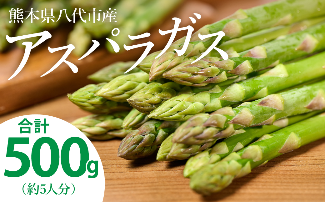 【先行予約】 熊本県 八代市産 アスパラガス 500g 新鮮 アスパラ 野菜 やさい 旬 【2026年4月上旬より順次発送】