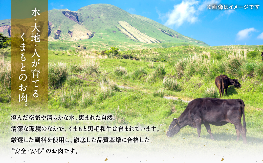 極和王シリーズ くまもと黒毛和牛 赤身カルビ焼肉 500g 熊本県産 牛肉