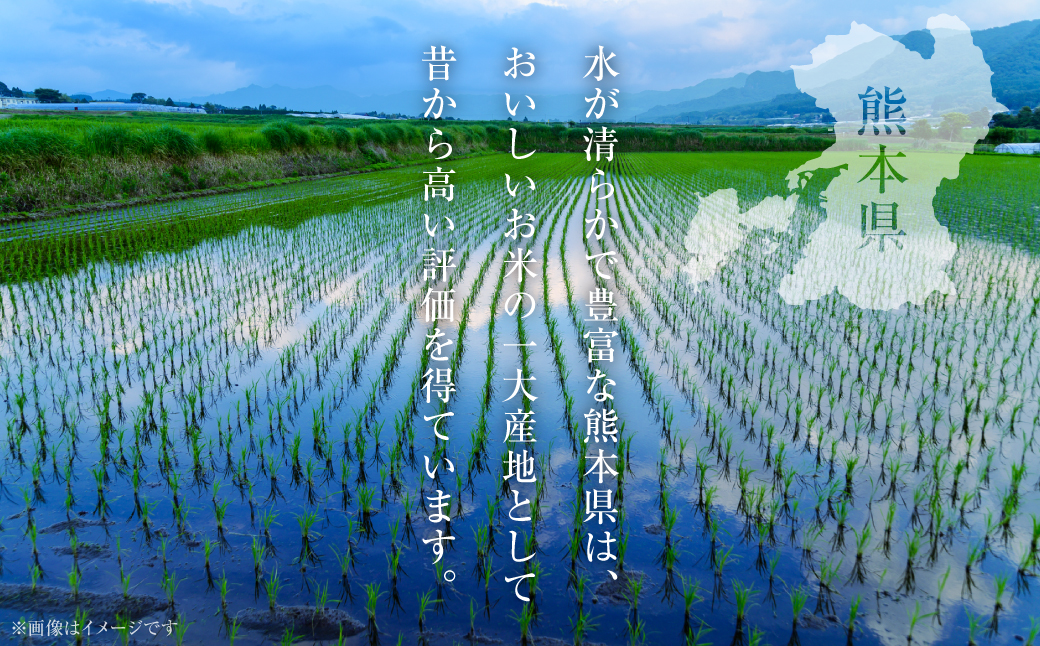 【先行予約】【令和6年産】≪新米≫ 熊本県産 ひとめぼれ 10kg（5kg×2袋） お米ひとすじ八代食糧！ 【2024年9月上旬より順次発送】