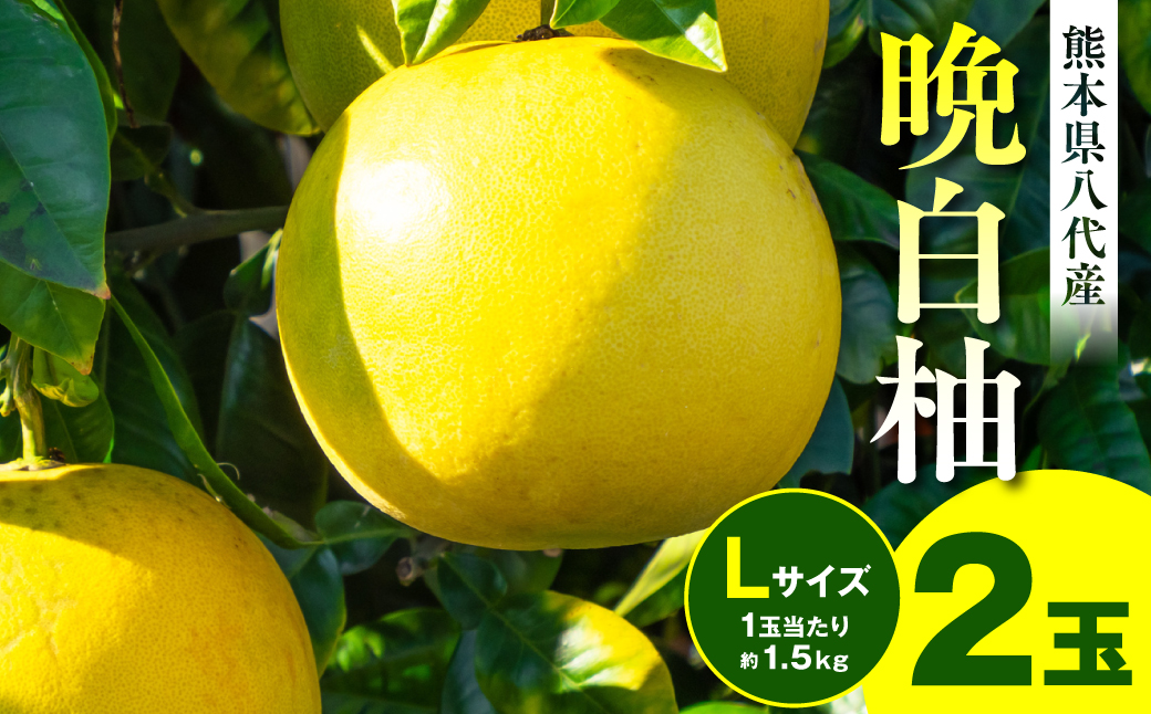 【先行予約】晩白柚 Lサイズ(1玉当たり約1.5kg) 2玉 熊本県産 八代市産 柑橘 ばんぺいゆ【2025年1月上旬より順次発送】