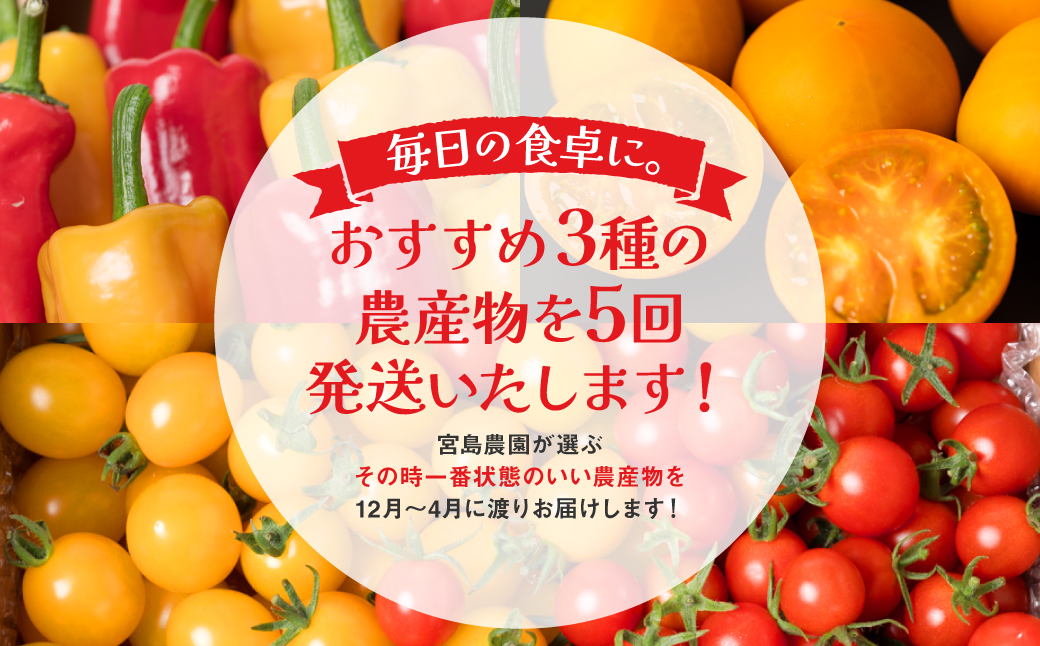 【先行予約】【定期便5回】八代市産 農産物おすすめ定期便 宮島農園 トマト パプリカ 野菜【2024年12月上旬より順次発送】