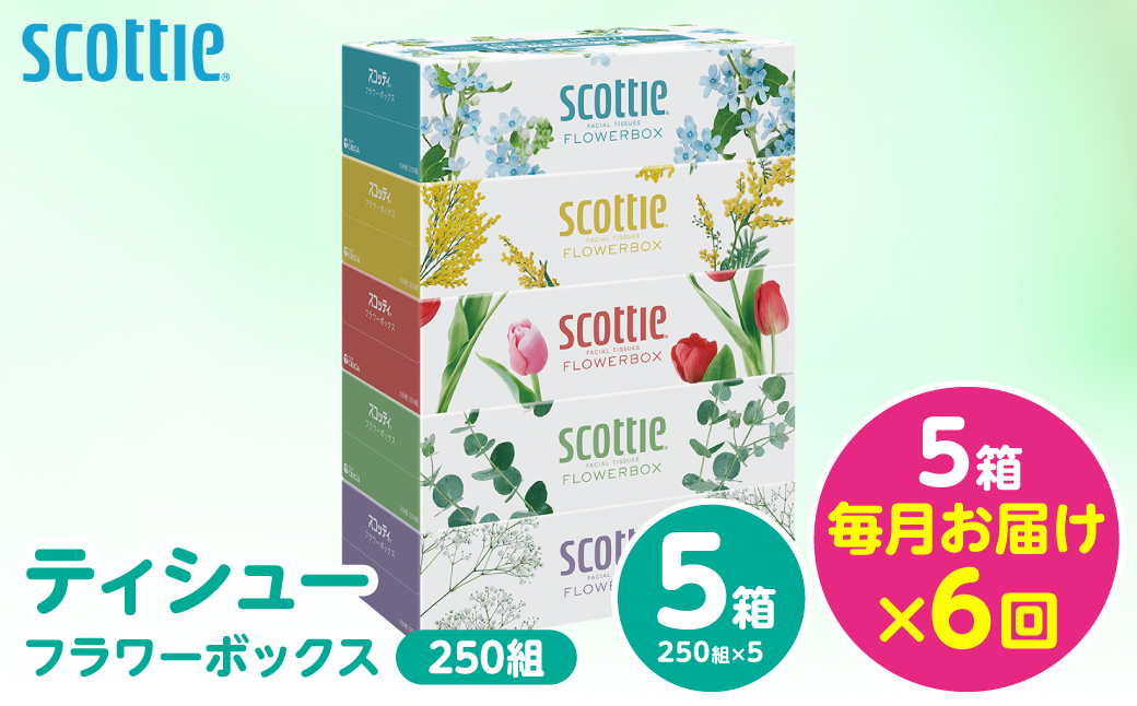 【定期便6回】【毎月お届け】【スコッティ】 ティシュー フラワーボックス 250組 5箱 計30箱 ティッシュ 日用品 生活必需品 消耗品 紙 備蓄 防災備蓄 ストック デザインボックス 新生活 防災 生活用品 日用消耗品 箱ティッシュ 熊本県 八代市