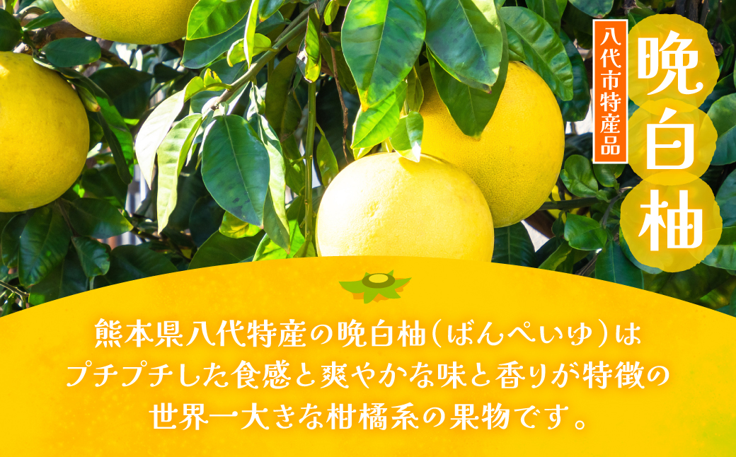 熊本県 八代市産 晩白柚 ペースト「マキシト」&晩白柚ゼリー「マキシトゼリー」贅沢 セット