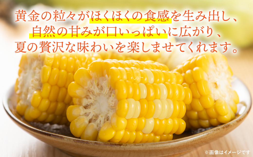 【先行予約】 スイートコーン5kg(11本～13本) ドルチェドリーム とうもろこし コーン 野菜 やさい 新鮮 冷蔵 BBQ おつまみ 【2026年5月中旬より順次発送】