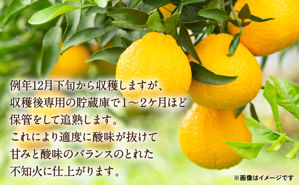 【先行予約】【2025年3月上旬より順次発送】熊本県産 不知火 合計2kg　しらぬい 蜜柑 ミカン 柑橘 果物