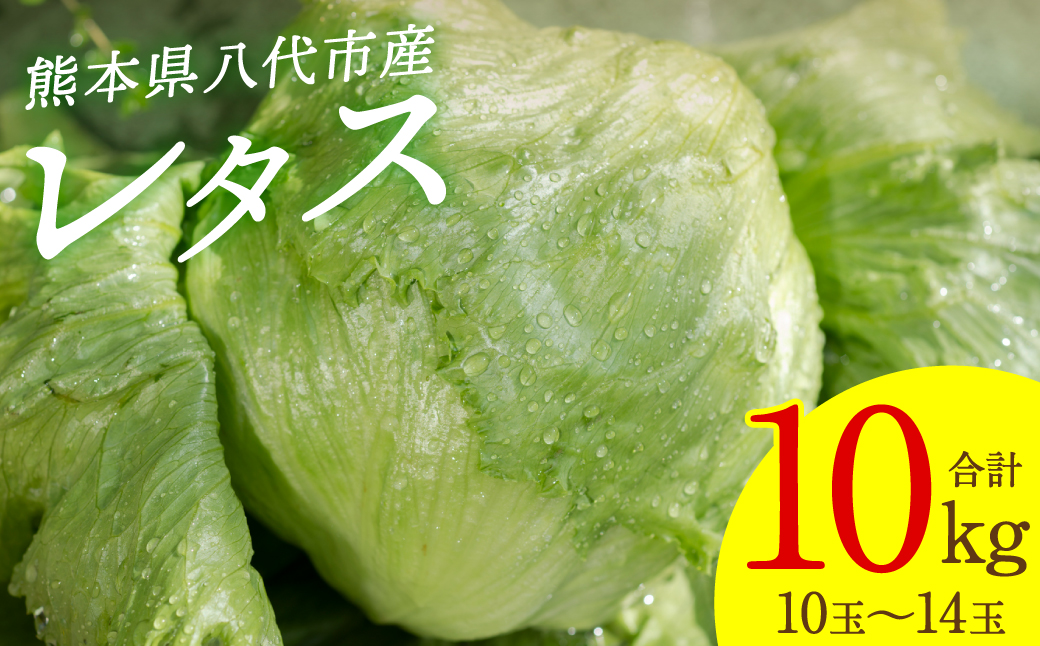 熊本県八代市産　レタス10kg（10玉～14玉）