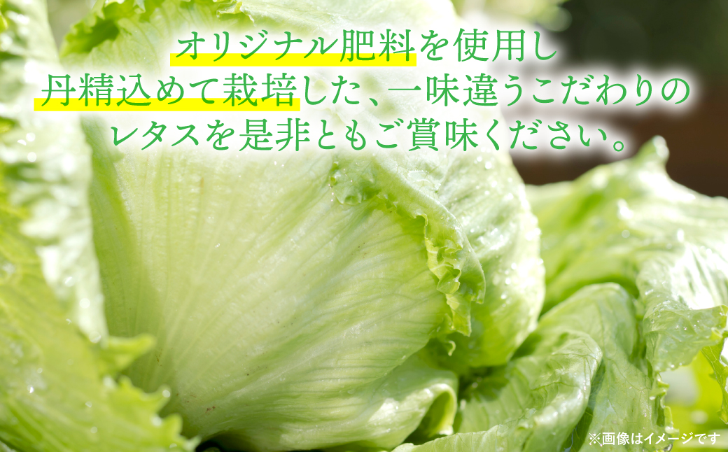 熊本県八代市産　レタス10kg（10玉～14玉）