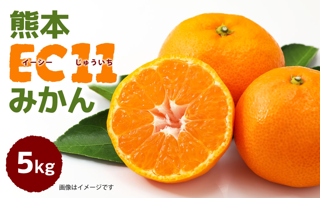 【先行予約】八代市東陽産山本さん家の「熊本EC11みかん」（イーシーじゅういち）5kg ミカン 柑橘類 果物 くだもの 青果 【2025年11月上旬より順次発送】