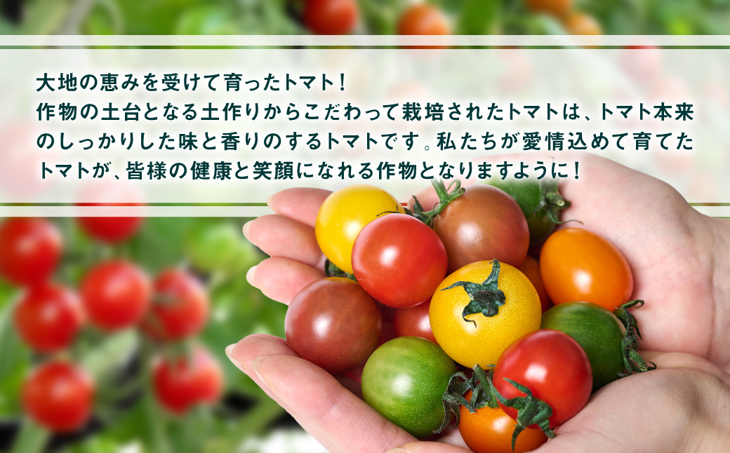 カラートマト1kg トマト とまと ミニトマト プチトマト 野菜 やさい 旬の野菜 新鮮な野菜 地元産野菜 旬のやさい 新鮮なやさい ご当地 国産 特産品 お取り寄せ ギフト プレゼント 家庭用 食卓 美容 健康