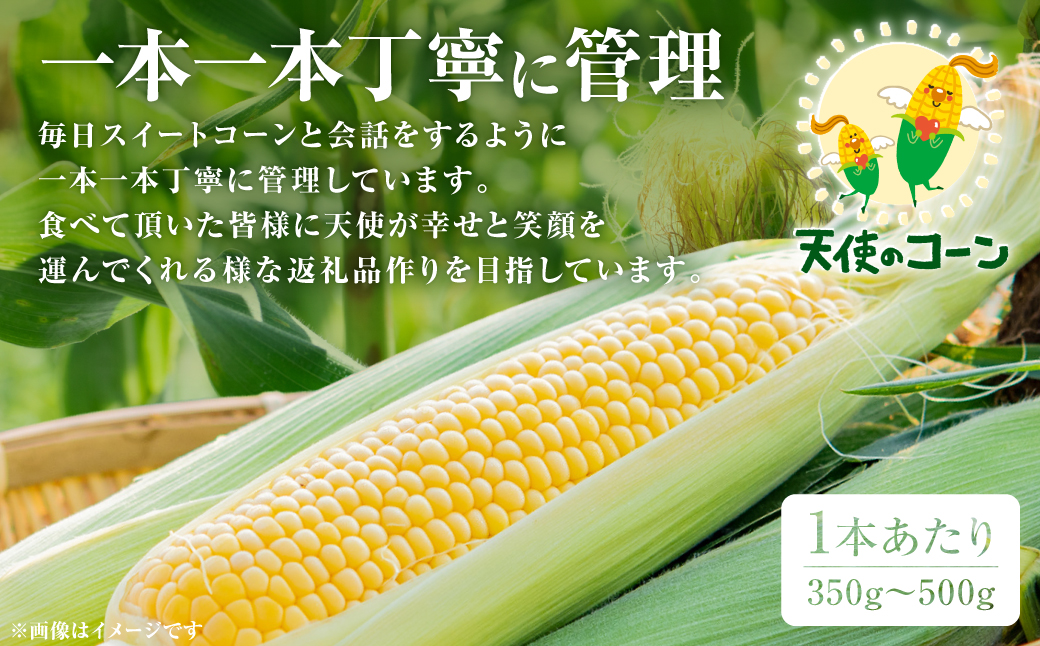 【先行予約】熊本県八代市産「天使のコーン」2L～3Lサイズ 合計10本入り（スイートコーン とうもろこし コーン料理 とうもろこし料理）【2025年5月中旬より順次発送】