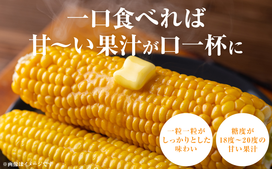 【先行予約】熊本県八代市産「天使のコーン」2L～3Lサイズ 合計10本入り（スイートコーン とうもろこし コーン料理 とうもろこし料理）【2025年5月中旬より順次発送】