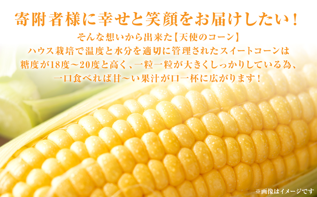 【先行予約】熊本県八代市産「天使のコーン」2L～3Lサイズ 合計10本入り（スイートコーン とうもろこし コーン料理 とうもろこし料理）【2025年5月中旬より順次発送】