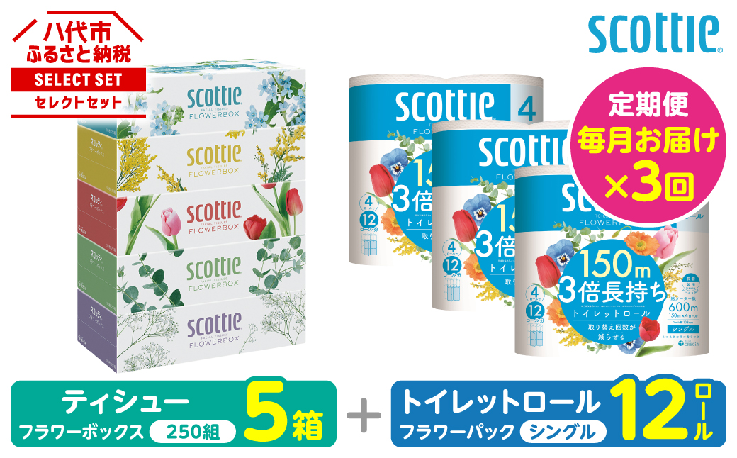 【定期便3回】【毎月お届け】【スコッティ】 組み合わせ ティシュー フラワーボックス 250組 5箱 計15箱 トイレットロール シングル フラワーパック 3倍長持ち 12ロール 計36ロール ティッシュ トイレットペーパー 日用品 防災備蓄 ストック 備蓄 新生活 防災 消耗品 生活用品 日用消耗品 箱ティッシュ