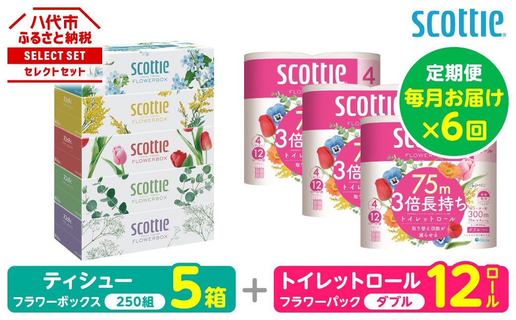 【定期便6回】【毎月お届け】【スコッティ】 組み合わせ ティシュー フラワーボックス 250組 5箱 計30箱 トイレットロール ダブル フラワーパック 3倍長持ち 12ロール 計72ロール ティッシュ トイレットペーパー 日用品 ストック 防災備蓄 ストック 備蓄 新生活 防災 消耗品 生活用品 日用消耗品 箱ティッシュ
