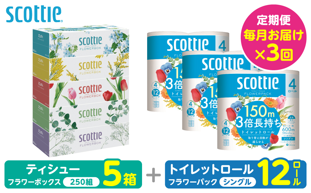 【定期便3回】【毎月お届け】【スコッティ】 組み合わせ ティシュー フラワーボックス 250組 5箱 計15箱 トイレットロール シングル フラワーパック 3倍長持ち 12ロール 計36ロール ティッシュ トイレットペーパー 日用品 防災備蓄 ストック 備蓄 新生活 防災 消耗品 生活用品 日用消耗品 箱ティッシュ