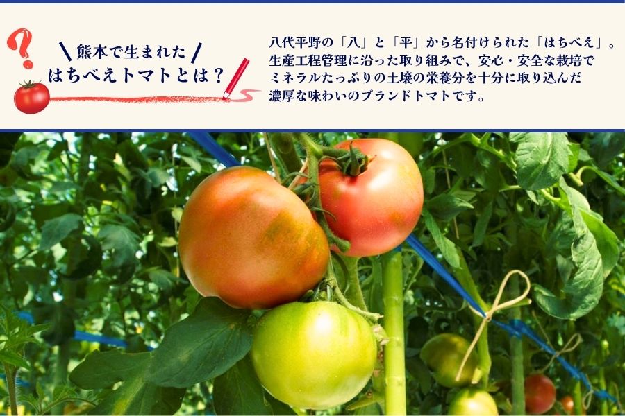 熊本県産はちべえトマトを使ったハッシュドビーフ 1袋(170g) 合計6食入り トマトピューレ トマト とまと 簡単 時短 洋食 惣菜 ギフト 冷凍 人気 ハッシュドビーフ ANA エイエヌエー 八代市