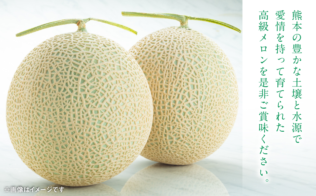【先行予約】 八代市産 肥後グリーン 1玉 （約1.3kg以上） 熊本 メロン 果物 くだもの フルーツ 青肉メロン 青肉 【2026年6月中旬より順次発送】
