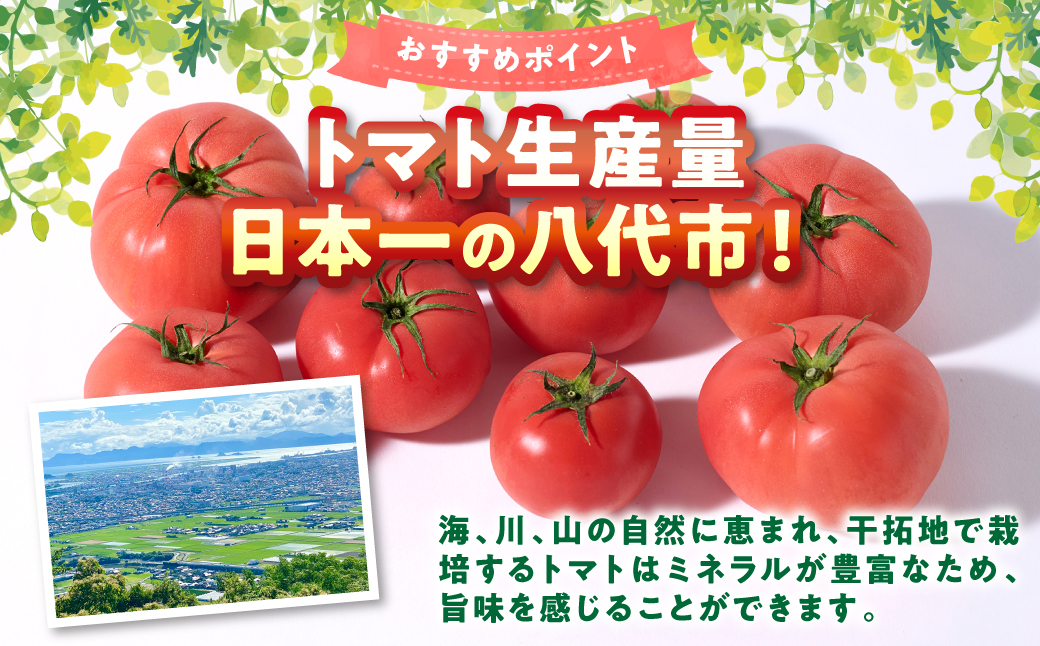 【訳あり】 おっぺしゃんトマト 3.5kg トマト とまと 野菜 やさい 旬の野菜 新鮮な野菜 地元産野菜 ご当地 国産 特産品 家庭用 食卓 熊本県 八代市