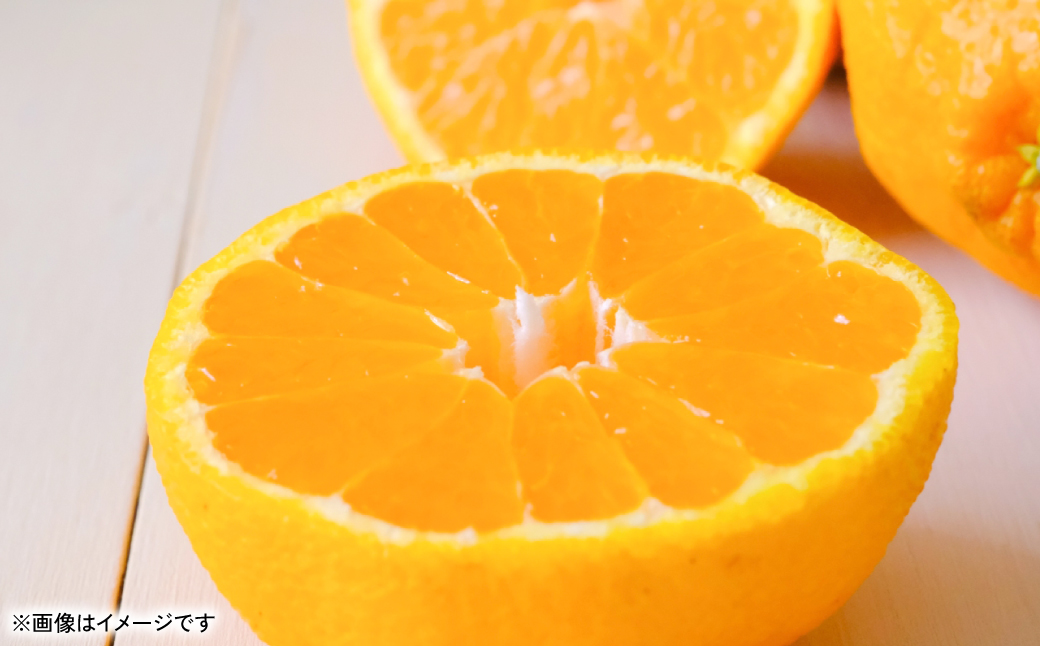 【先行予約】 不知火（デコポンと同品種） 約3kg しらぬい でこみかん 柑橘 ミカン ポンカン くだもの 果物 フルーツ 【2026年1月下旬より順次発送】