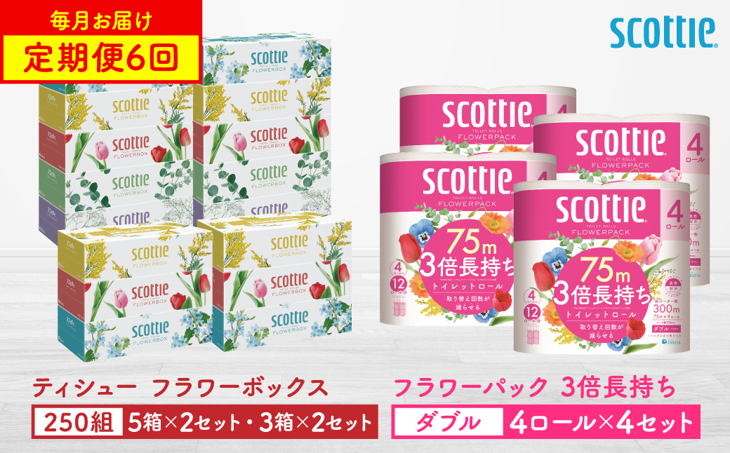 【定期便6回】【毎月お届け】【スコッティ】 組み合わせ ティシュー フラワーボックス 250組 16箱 計96箱 トイレットロール ダブル フラワーパック 3倍長持ち 16ロール 計96ロール ティッシュ トイレットペーパー 日用品 ストック 防災備蓄 ストック 備蓄 新生活 防災 消耗品 生活用品 日用消耗品 箱ティッシュ