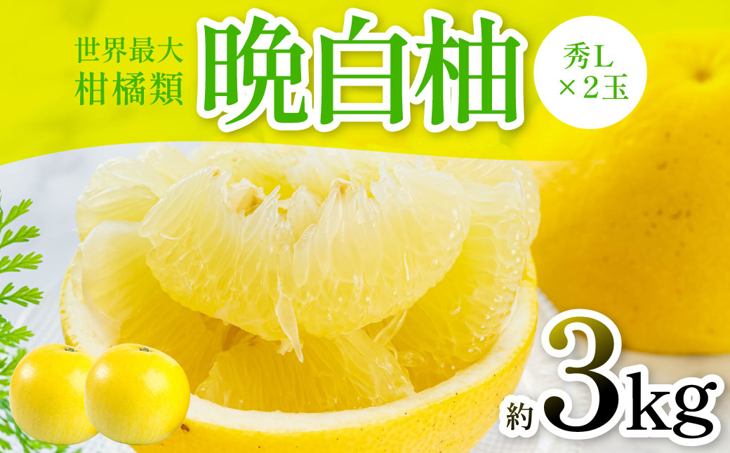 【先行予約】 晩白柚（秀L×2玉）約3kg ばんぺいゆ 果物 果実 くだもの フルーツ 柑橘 柑橘類 熊本県 八代市 【2026年12月中旬より順次発送】