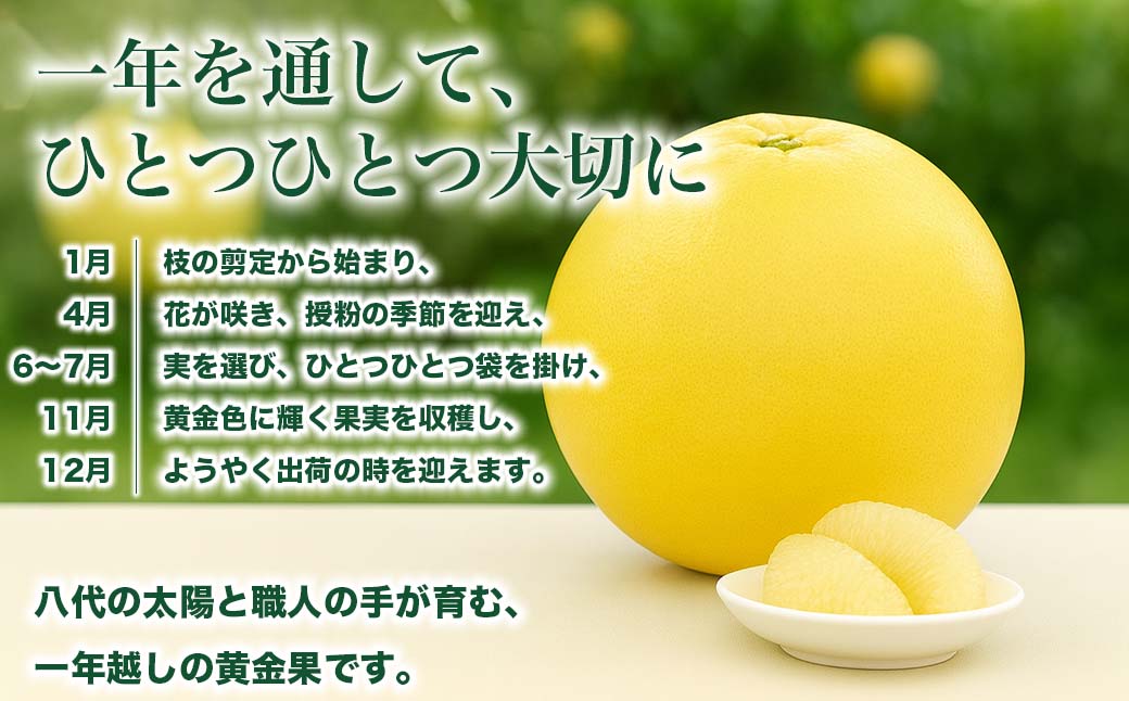 çæ¬çå
«ä»£åžç£ æ©çœæ Lãµã€ãº 2çå
¥ã çŽ3kg æç© ãã ãã® ãã«ãŒã ææ©é¡ éæç© ç¹ç£å ãåãå¯ã