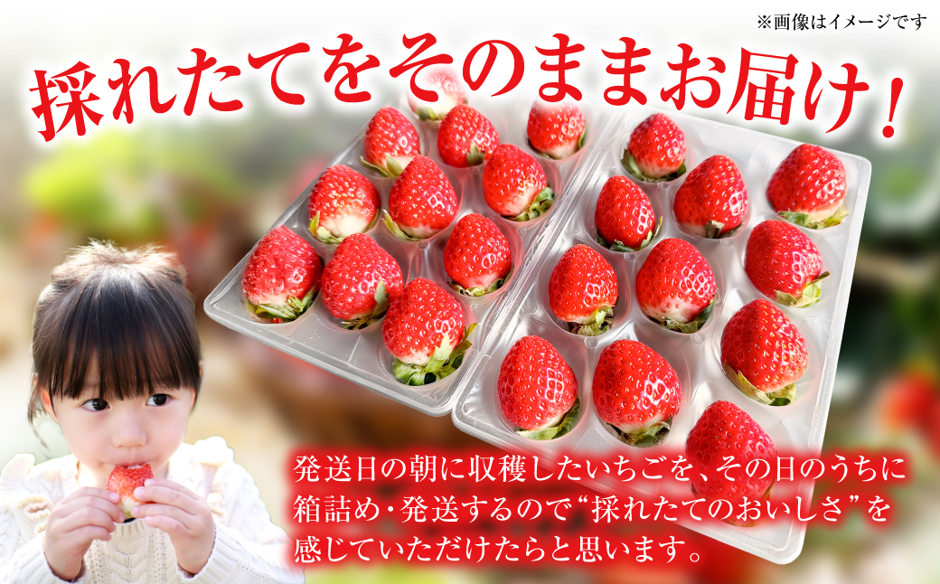 縲仙郁。御コ育エ縲代イ縺ョ縺励★縺 -縺ゅ∪縺縺ョ繧 譁ー魄ョ 繝輔Ν繝シ繝 譫懃黄 縺上□繧ゅョ 闍コ 縺縺。縺 繧、繝√ざ 繧ケ繝医Ο繝吶Μ繝シ 譌ャ 辭頑悽 蜈ォ莉」 蝗ス逕」 縲2026蟷エ1譛井ク区流繧医j鬆谺。逋コ騾√