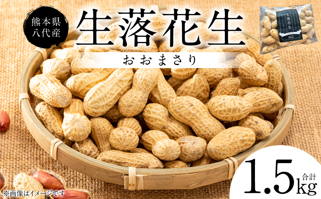 【先行予約】 熊本県 八代産 生落花生 [おおまさり] 1.5kg 落花生 ラッカセイ らっかせい おおまさり 生 なま 茹で おつまみ おやつ ピーナッツ 豆 旬 野菜 【2026年9月上旬より順次発送】