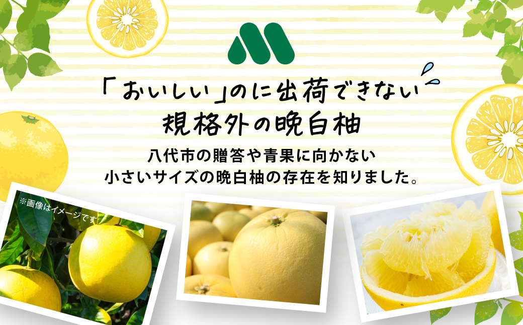 【先行予約】 くまモンのシャーベット 世界一大きな柑橘(ザボン類) 熊本県産 晩白柚 使用 アイス 氷菓子 果汁 果物 熊本 八代 国産 スイーツ くまモン 【2026年1月より順次発送】