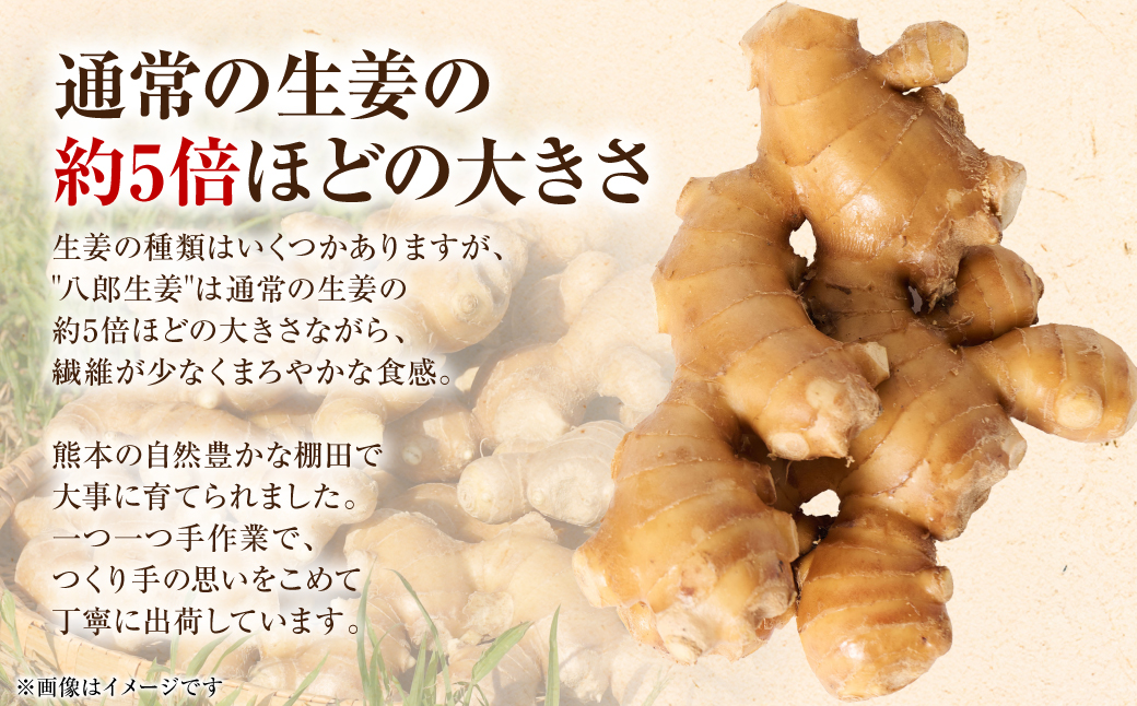 八郎生姜 1kg しょうが ショウガ ガリ ジンジャー 野菜 食品 薬味 生姜焼き しょうが焼き 温活 冷え性 対策 熊本県 八代市 東陽町 産地直送 国産