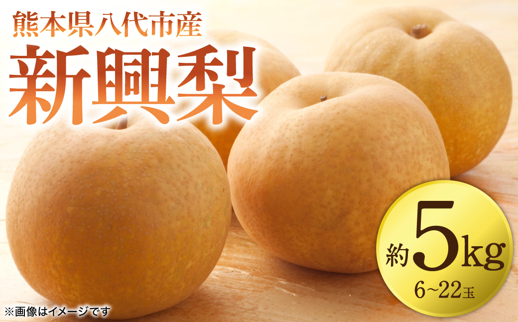 【先行予約】 新興梨 約5kg (6～22玉)   梨 なし ナシ フルーツ くだもの 果物 旬 熊本県 八代市 【2026年10月上旬より順次発送】