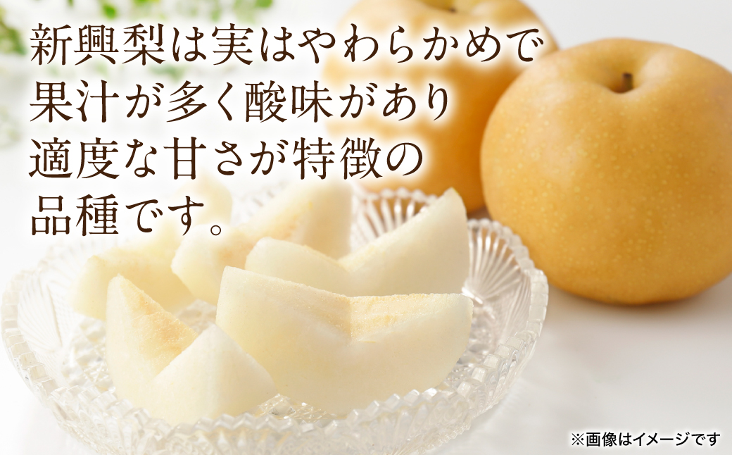 【先行予約】 新興梨 約5kg (6～22玉)   梨 なし ナシ フルーツ くだもの 果物 旬 熊本県 八代市 【2026年10月上旬より順次発送】