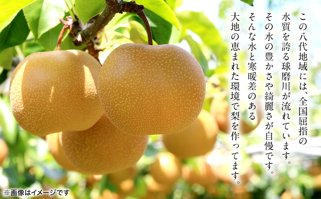 ãå
è¡äºçŽã æ°é«æ¢š çŽ5kg (5ïœ20ç) 梚 ãªã ãã· ãã«ãŒã ãã ãã® æç© æ¬ çæ¬ç å
«ä»£åž ã2026幎9æäžæ¬ããé æ¬¡çºéã