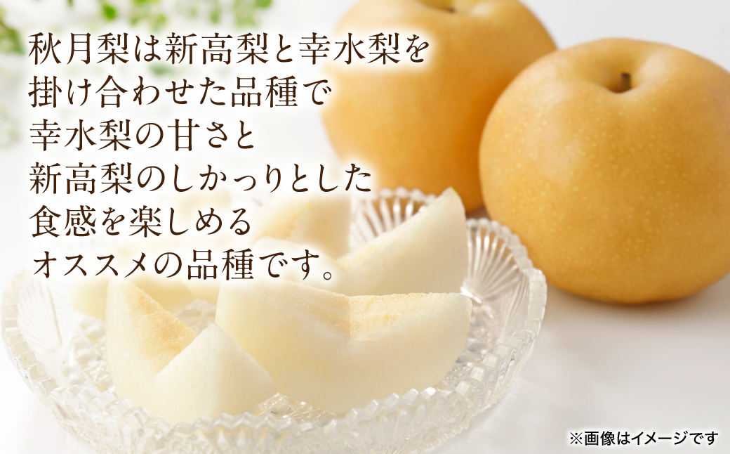 【先行予約】 秋月梨 約5kg (6～22玉)  梨 なし ナシ フルーツ くだもの 果物 旬 熊本県 八代市 【2026年8月下旬より順次発送】