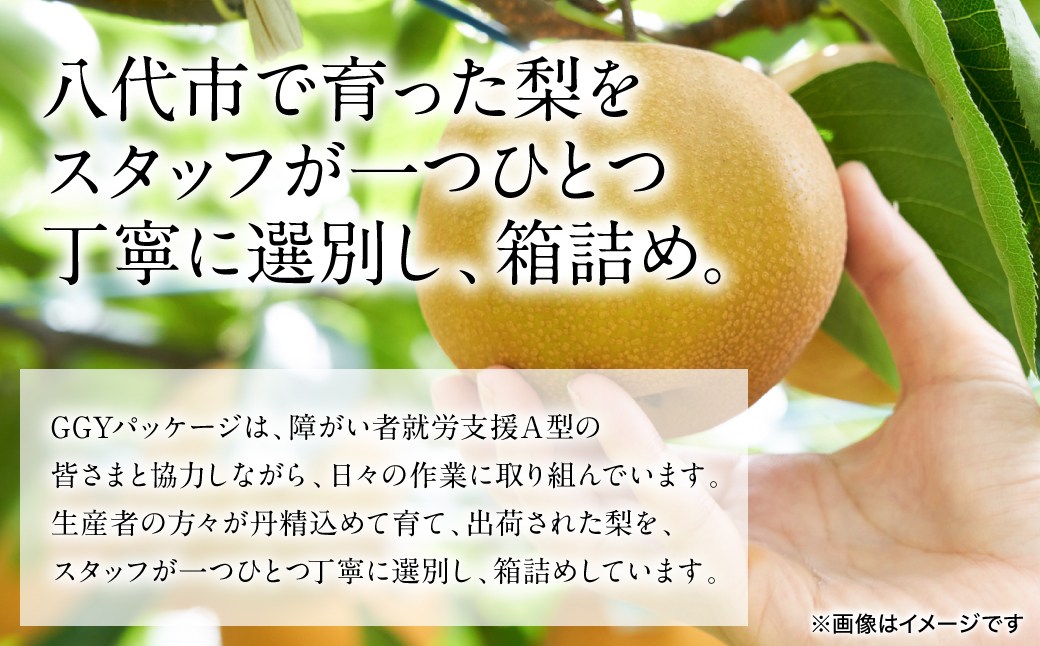 【先行予約】 豊水梨 約5kg (6～22玉) 梨 なし ナシ フルーツ くだもの 果物 旬 熊本県 八代市 【2026年8月中旬より順次発送】