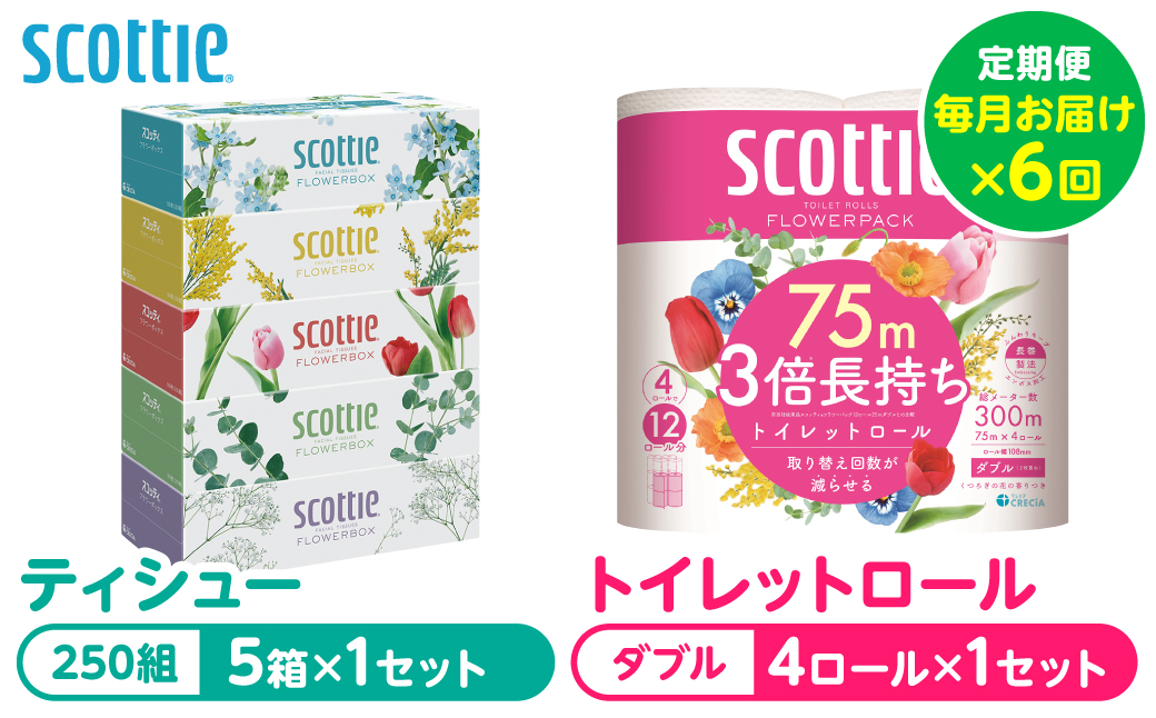 【定期便6回】【毎月お届け】【スコッティ】 組み合わせ ティシュー フラワーボックス 250組 5箱 計30箱 トイレットロール ダブル フラワーパック 3倍長持ち 4ロール 計24ロール ティッシュ トイレットペーパー 日用品 防災備蓄 ストック 備蓄 新生活 防災 消耗品 生活用品 日用消耗品 箱ティッシュ 熊本県 八代市