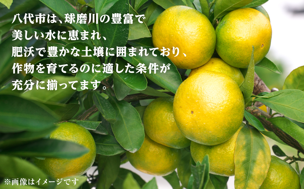 【先行予約】スイートスプリング 約5kg 柑橘 みかん 果物 くだもの フルーツ デザート おやつ 熊本県 八代市 【2026年12月上旬より順次発送】