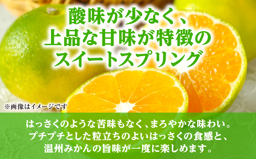 【先行予約】スイートスプリング 約5kg 柑橘 みかん 果物 くだもの フルーツ デザート おやつ 熊本県 八代市 【2026年12月上旬より順次発送】