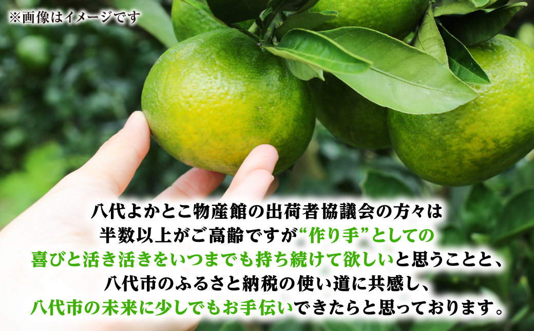 【先行予約】スイートスプリング 約5kg 柑橘 みかん 果物 くだもの フルーツ デザート おやつ 熊本県 八代市 【2026年12月上旬より順次発送】